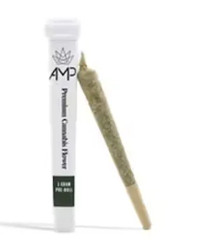 White AMP tube labeled premium cannabis flower, 1 gram pre-roll, with a single pre-roll leaning against it.
