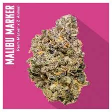 Frosty green and purple cannabis bud on a pink background labeled Malibu Marker, Perm Marker x Z Animal.
